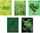 Fletore Promised Land Think Green A5, 80 fletë katrore, set me 5 copë
