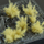 Bar për dekor, Gamers Grass Special Tufts, 12 mm, Spikey Beige