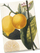 Fletore dekorative STNOTE 83 Lemon, A5, me rrip elastik, me limon