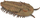 Figurë lodër CollectA Redlichia Rex Trilobite, plastike ABS, koleksionuese, kafe