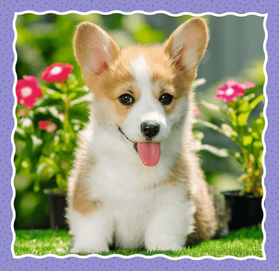 Puzzle Trefl 3in1 Cute Puppies, set me 3 puzzle, shumengjyrëshe