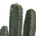 Bimë dekorative sintetike HomeMarkt Cactus, 103cm, me vazo, jeshile