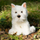 Lodër pelushi Animigos Westie Mascot, 22 cm, pamje realiste, e bardhë