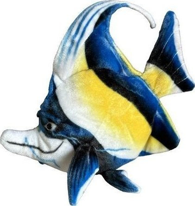 Peshk akuariumi Angelfish, 35cm, për zbukurim
