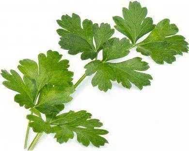 Rimbushje për kopshtin e brendshëm Veritable Lingot, majdanoz, bio, i gjelbër