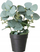 Bimë artificiale Boltze Home sage eucalyptus, në vazo, jeshile, vazo e zezë