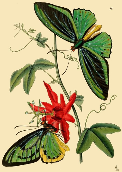 Kartë urimi Madame Treacle B6 me flutura, me shkëlqim, me zarf, shumëngjyrëshe