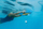 Bord noti Fashy Swimming Board, EVA, 45 x 31 x 3 cm, blu