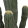 Bimë dekorative artificiale HM4746, kaktus me vazo, 113cm, e gjelbër
