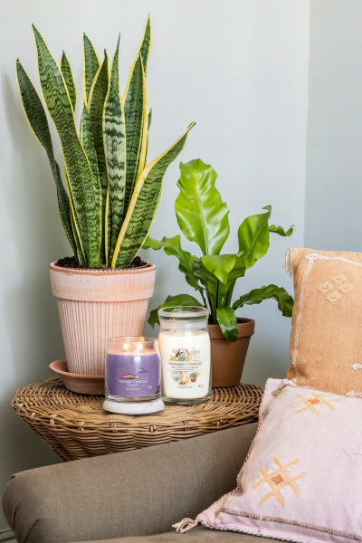 Qiri aromatik Yankee Candle Signature Stargazing, 567 g, 90 orë djegie, kavanoz qelqi