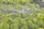 Grykë ujitëse GARDENA Micro Drip 13322, 360°, për gyp 13 mm, blu