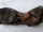Shujtë për qen Artex Beef Nose Dark, shujtë natyrale e tharë, 100g