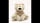 Arush lodër GUND Philbin Bear Medium, 33 cm, krem