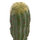 Bimë dekorative HomeMarkt Cactus, sintetike, 115cm, vazo e zezë