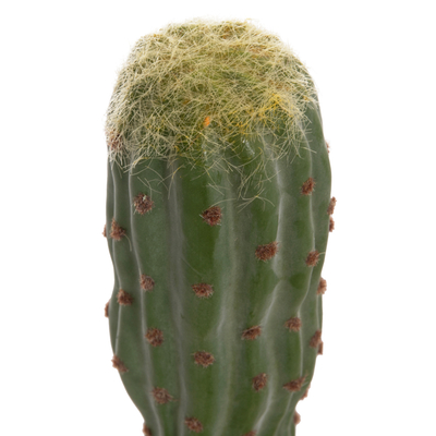 Bimë dekorative HomeMarkt Cactus, sintetike, 115cm, vazo e zezë
