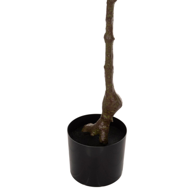 Bimë dekorative në vazo PACHIRA MACROCARPA (HM4018), 125Hcm