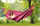 Varese kopshti Amazonas Salsa Fuego, 210x140cm, për 2 veta, e kuqe vjollcë