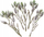 Degë dekorative DP Craft Olive, set 6 copë, artificiale, jeshile me të bardhë