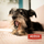 Жвакачка стапче за кучиња 4DOGS Bully Stick S, јунешко, 10 cm, природно