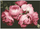 Set pikturë me diamante DIAMOND DOTZ Vintage Roses, motiv trëndafila vintage, për të rritur