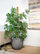 Vazo Capi Europe Planter Ball Groove NL, 35x34 cm, gri antracit