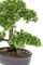Bimë zbukuruese Emerald Fikus Mini Bonsai, artificiale, 32cm, jeshile