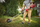 Kositëse bari Milwaukee M18 BLLT, 18V, brushless, 400mm, pa bateri