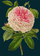 Kartolinë urimi Madame Treacle Rose, format B6, me zarf, shumëngjyrëshe