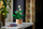 Set LEGO Botanicals 11504 Peace Lily, lule dekorative, për të rritur, shumëngjyrësh