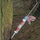 Atraktant për gjueti Eurohunt Beech Tar, 310 ml, katran ahu