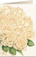 Kartolinë Tassotti 5758 Bouquet of Roses, format B6, me zarf, me trëndafila krem