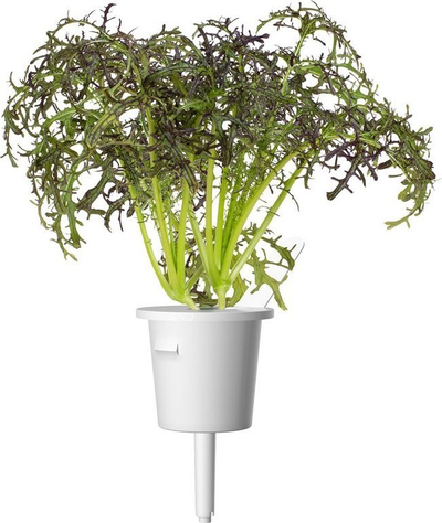 Fara bimore Click and Grow Red Frilly Mustard, pako me 3 copë, për Smart Garden, jeshile