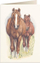 Kartolinë Tassotti B6 5937 Horses, letër 200 g/m2, me zarf, me kuaj