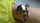 Byzylyk DKNY NJ2056040