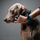 Unazë #ballsmania A100 19 6026 Verde Bosco