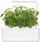 Kapsula me bimë Click and Grow Thai Basil, set me 3 copë, për kopshtin inteligjent