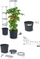 Vazo për domate Prosperplast Grower Grande, plastike, 39.2 x 31.5-153 cm, antracit