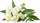 Kapsula bime Click &amp; Grow White Snapdragon, set me 3 copë, lule të bardha
