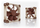 Ftohës Noctua NF-A9 PWM, 9.2 cm, i bronztë / bezhë