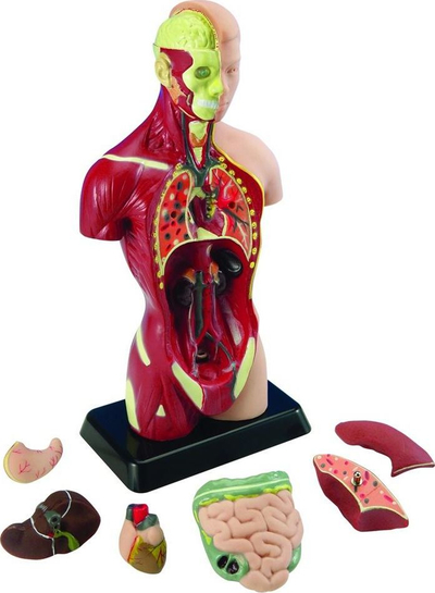 Model edukativ anatomik Mk027 Human Torso, me organe që hiqen, shumëngjyrësh