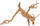 Dekor druri për akuarium Zolux Japanese Spider Wood, 40-50 cm, natyral