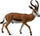 Figurë Collecta - Dhia e egër Springbok