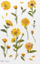 Ngjitëse dekorative Appree Flowers Marigold, PET, 150×94mm, shumëngjyrëshe