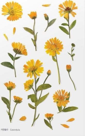 Ngjitëse dekorative Appree Flowers Marigold, PET, 150×94mm, shumëngjyrëshe