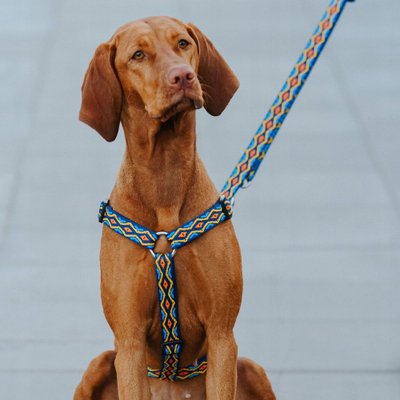 Shkelmë harness për qen DINGO Guard Winnetou Blue, me dy rripa, madhësia L 54-100 cm, blu shumëngjyrësh