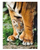 Puzzle Clementoni Bengal Tiger Cub, 500 elemente, shumëngjyrëshe