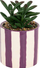 Bimë artificiale TKS Succulent Purple Stripes H16, për zbukurim, me vazo, vjollcë
