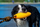 Lodër për qen Kiwi Walker TPR Rubber Zeppelin, 17cm, portokalli