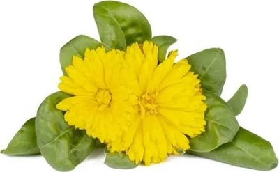 Kapsula bimore Click & Grow Calendula, për Smart Garden, pako me 3 copë, lule të verdha
