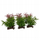 Bimë artificiale zbukuruese Terra Della Crassula, për terrarium, jeshile me të kuqërremtë